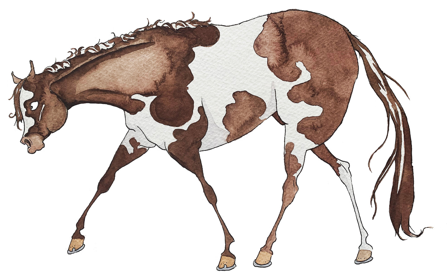 Pinto Paint Quarter Horse Art Print